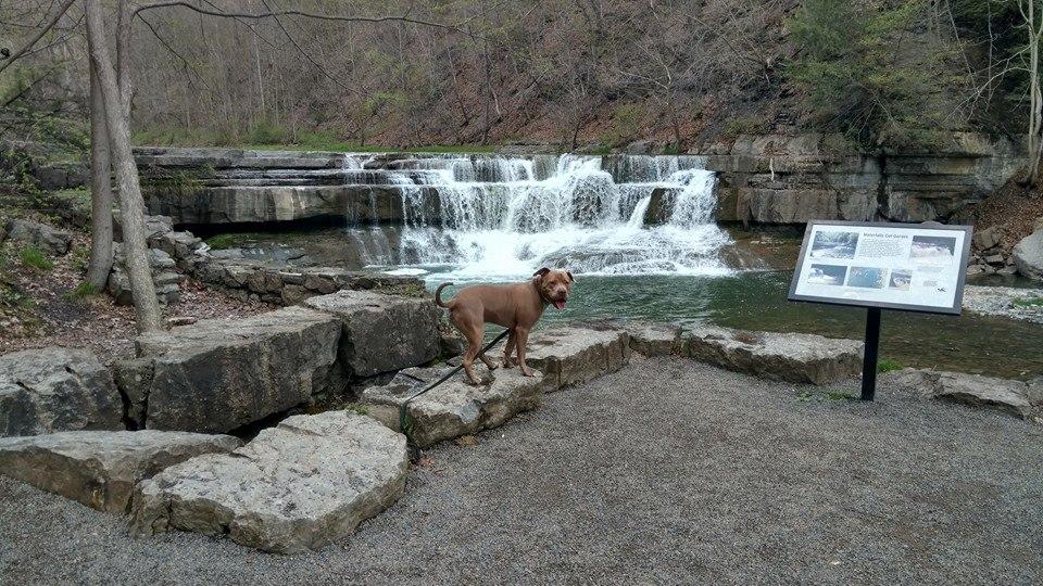 are dogs allowed at buttermilk falls pa