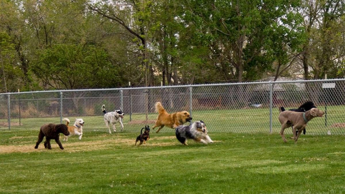 dog park enclosed near me