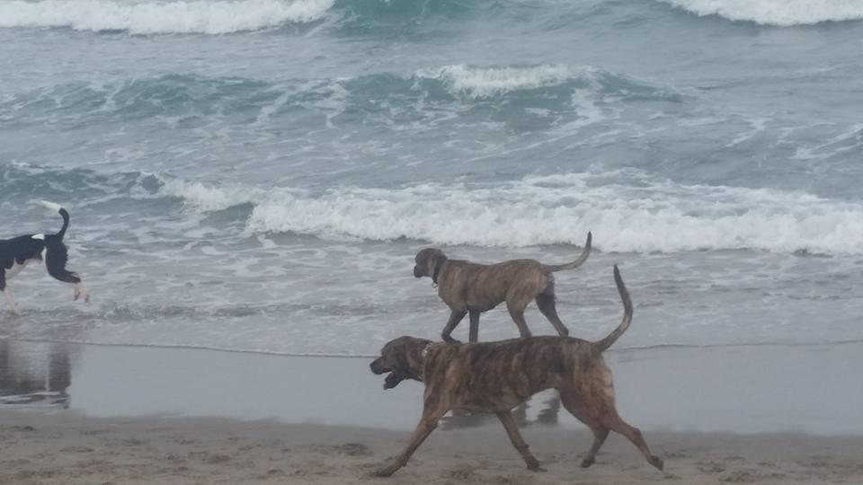 dog walking beaches near me