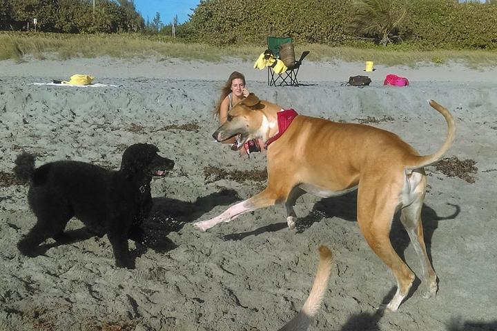 Pet Friendly Bark Beach