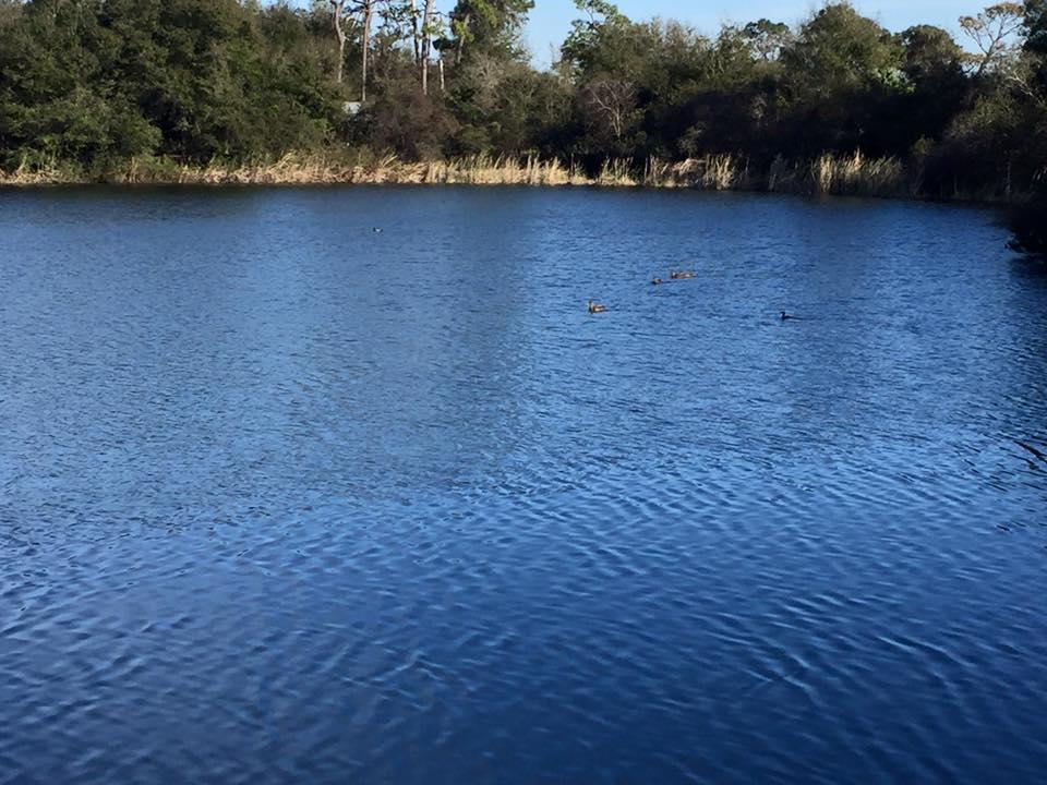 are dogs allowed at eagle lake park