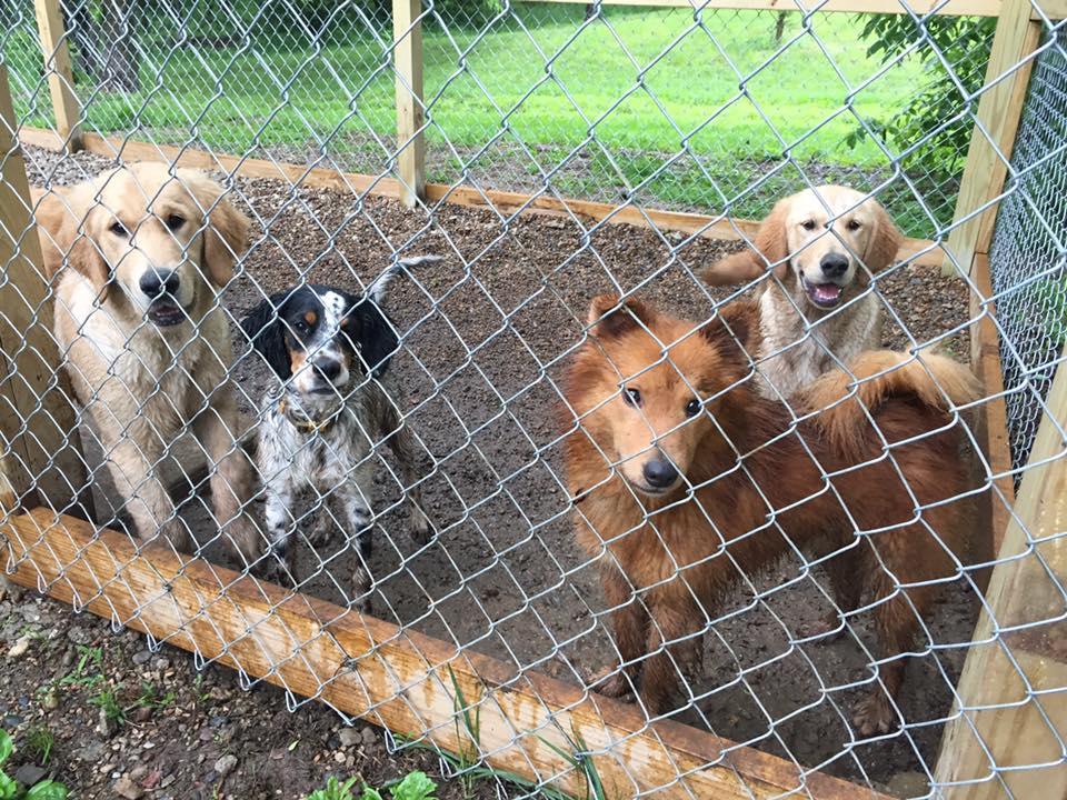 The Dog Park at Elkhound Ranch Kennels