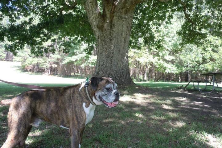 Pet Friendly Medoc Mountain State Park