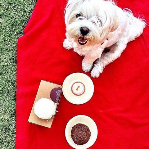 Are Dogs Allowed At The Grove