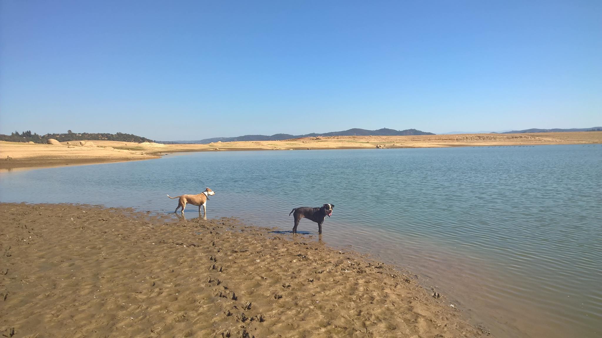 are dogs allowed at folsom lake