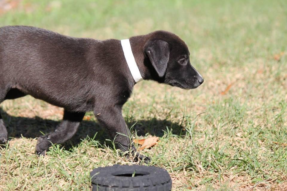 Julington Creek Animal Walk