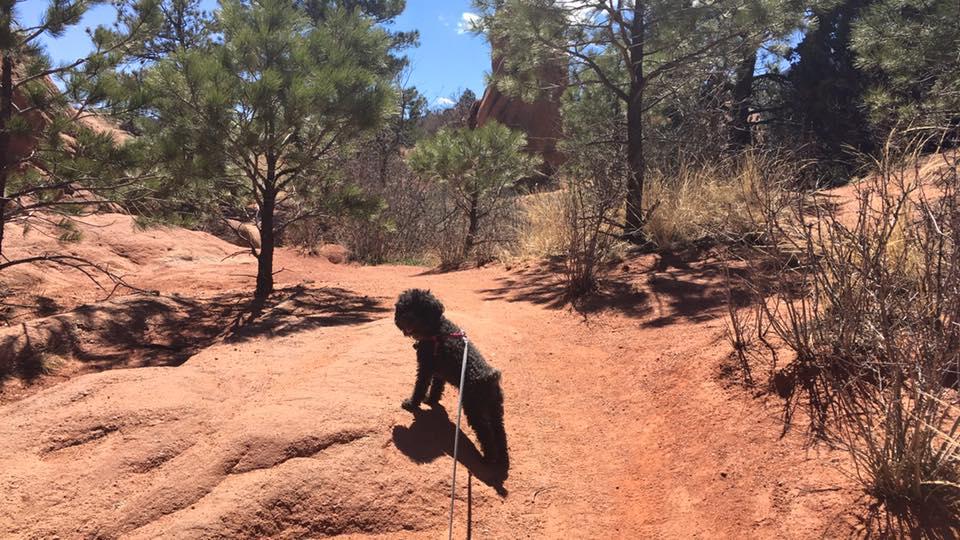 Pet Friendly Red Rock Canyon Open Space
