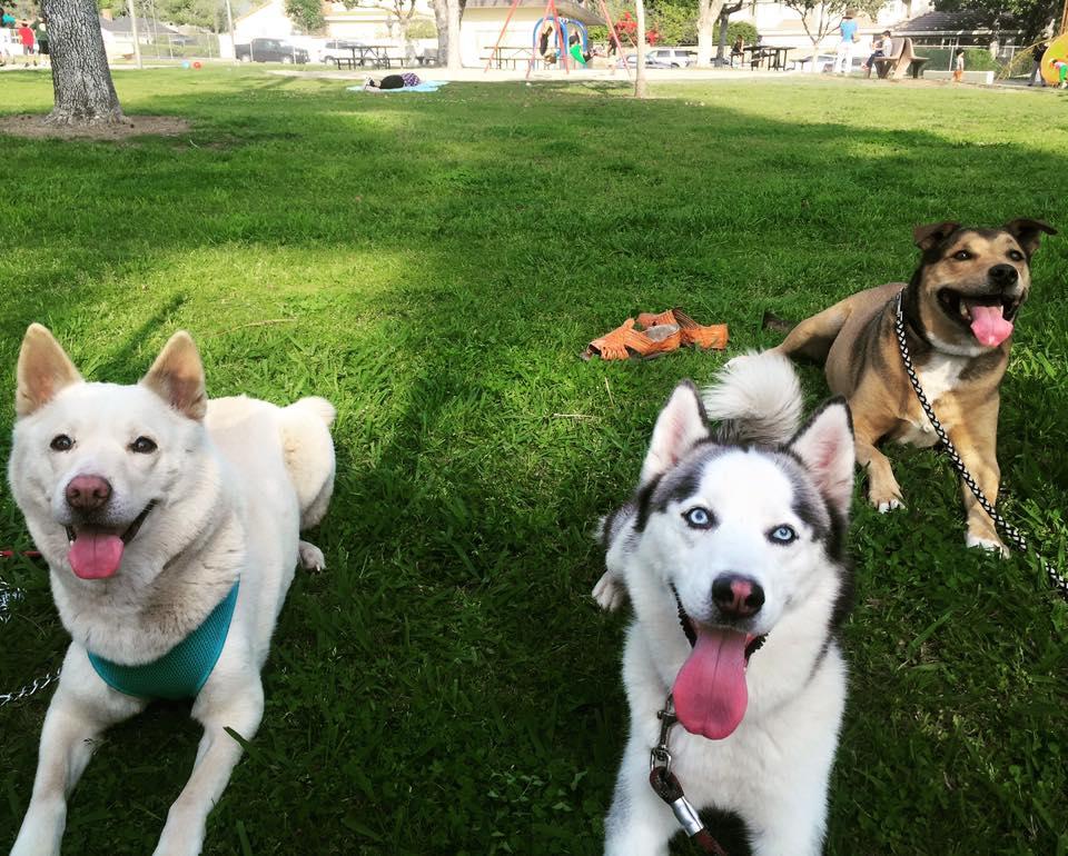 Pet Friendly Arcadia's Dog Park at Eisenhower Park