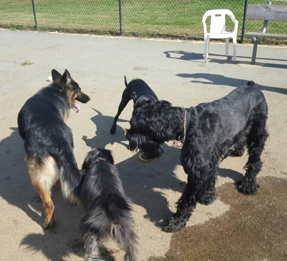Pet Friendly Bell Branch Dog Park