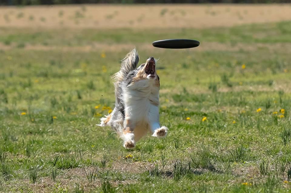 Dog 2025 friendly frisbee