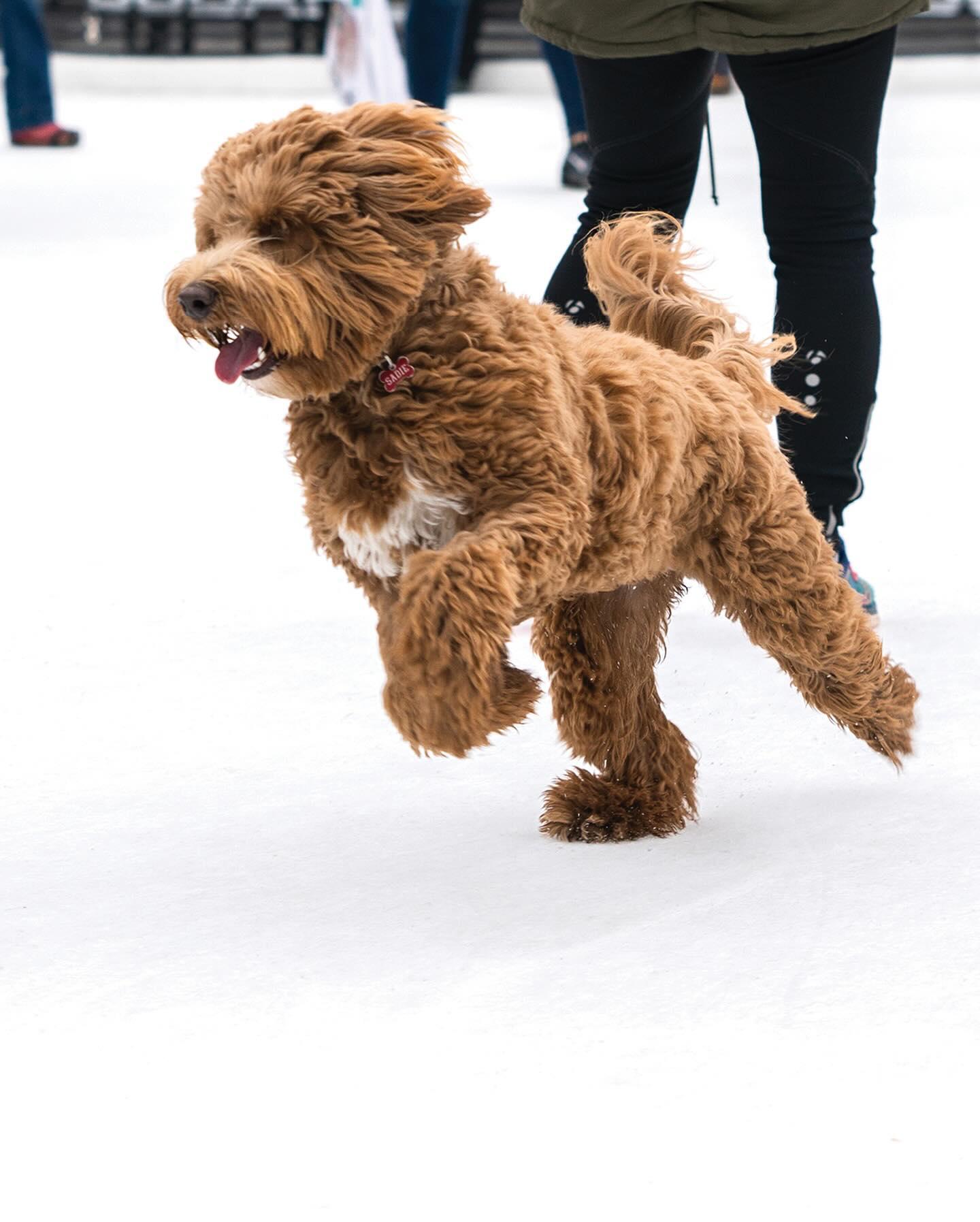 Whitewater Off Leash