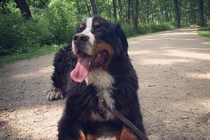 Pet Friendly Green Valley Forest Preserve Off-Leash Dog Area