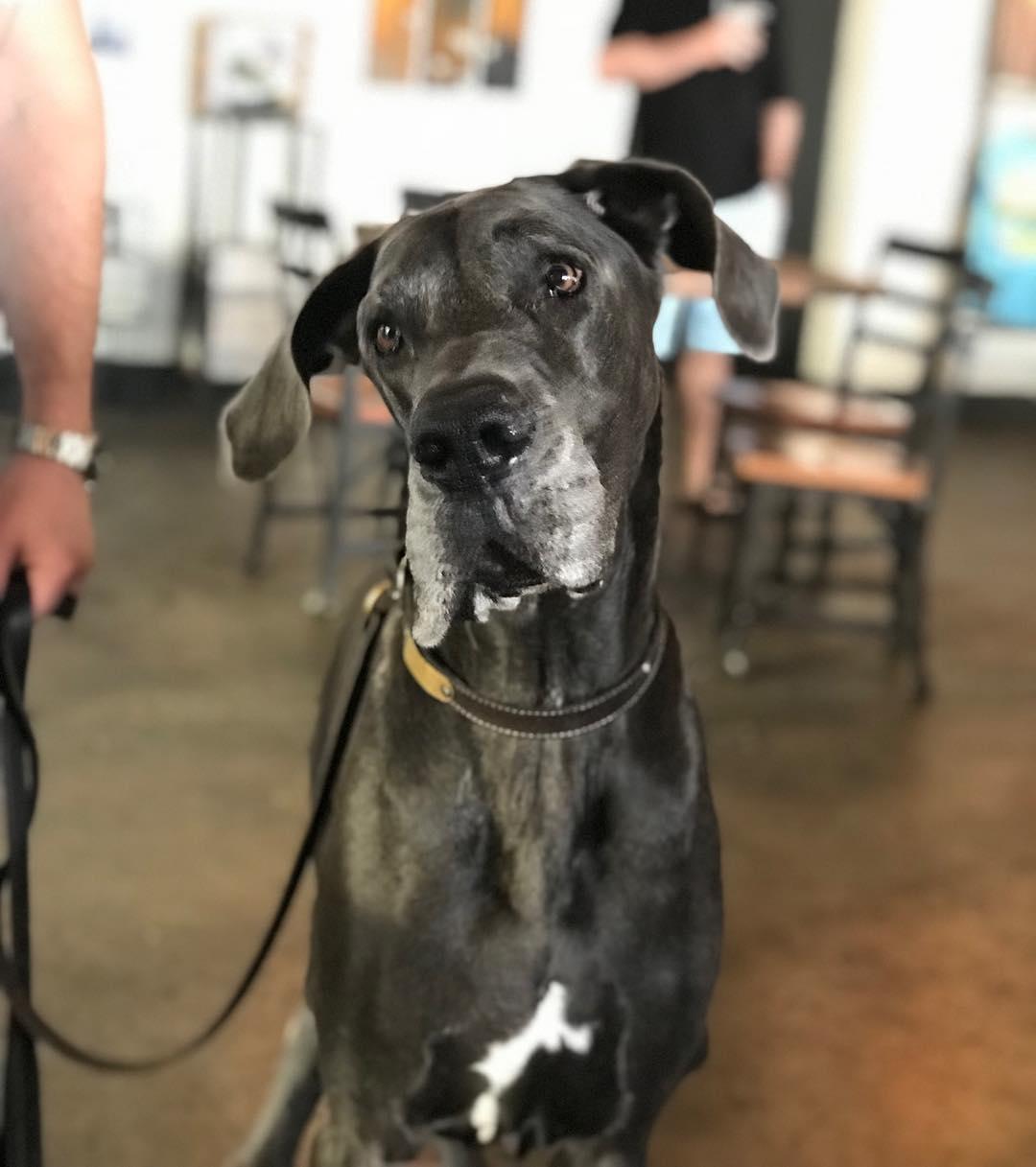 Pet Friendly Grove Roots Brewery