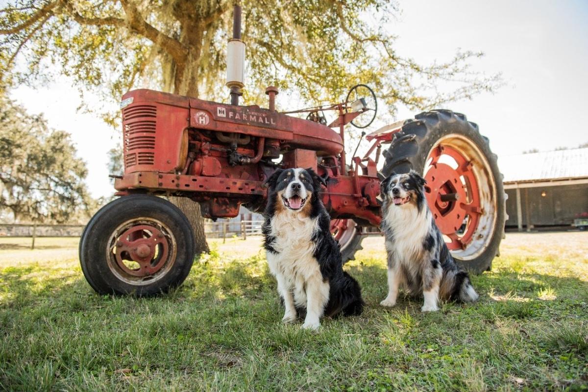 Are dogs allowed at tractor outlet supply