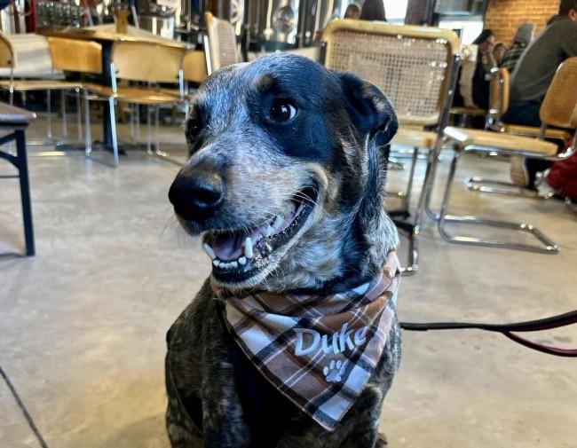 Pet Friendly Blind Cat Beer Company