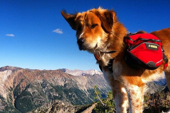 Pet Friendly Independent Mine to Lookout Mountain Summit Trail