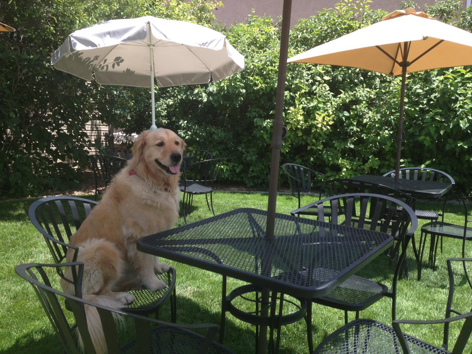 Dog Friendly Activities In Cedar City Ut Bringfido