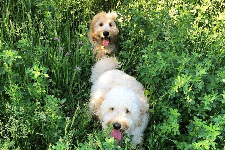 Pet Friendly Victory Prairie Off-Leash Dog Park