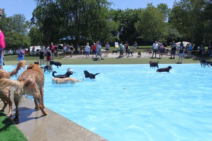 Pet Friendly Lucky Paws Dog Park and Pool