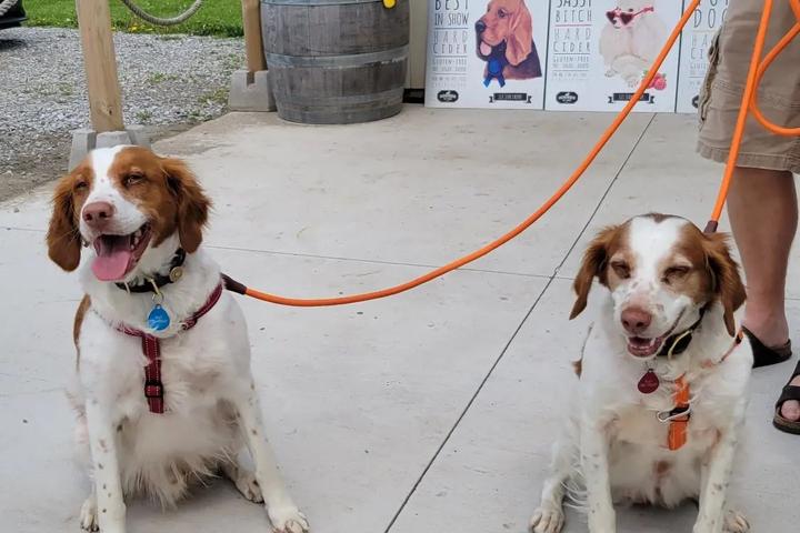 Pet Friendly Hounds of Erie Winery