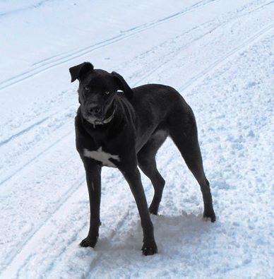 Dog Park at Mt. Bachelor