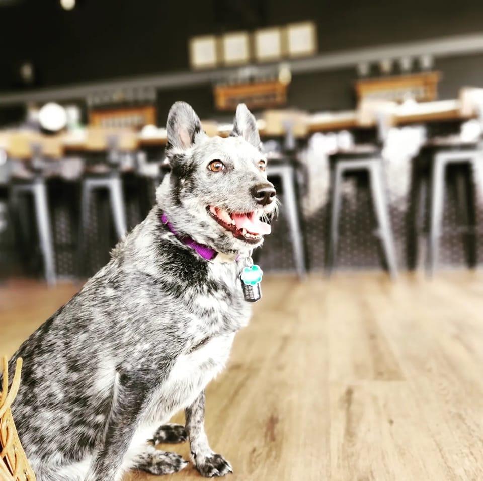 Pet Friendly Foreign Local Brewery & Taproom
