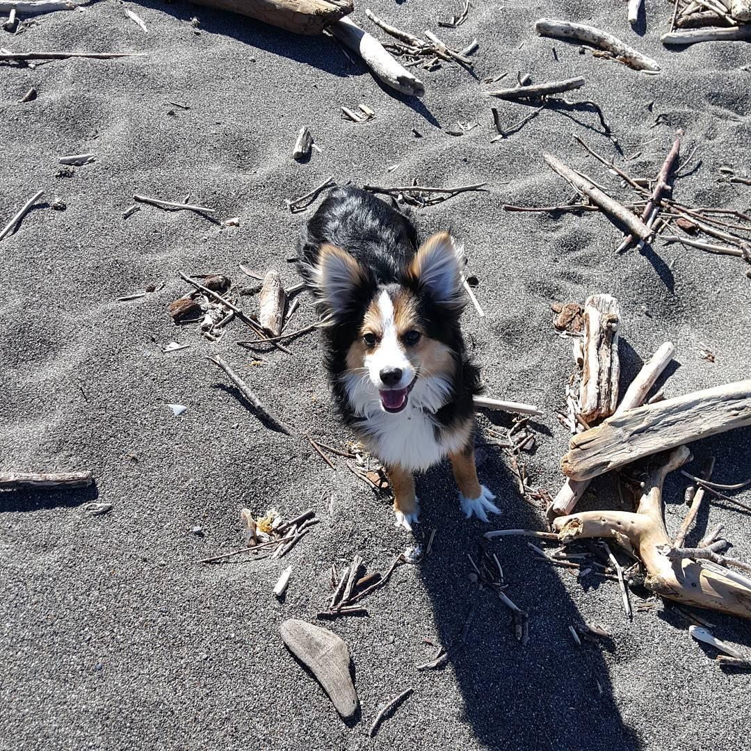 Noyo Beach Off-Leash Dog Area: A Canine Paradise