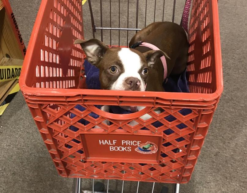 Pet Friendly Half Price Books