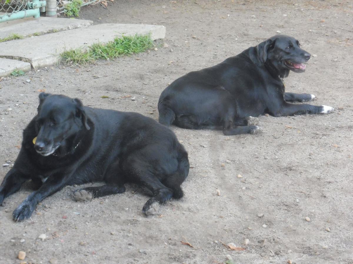 tom harvey memorial dog park
