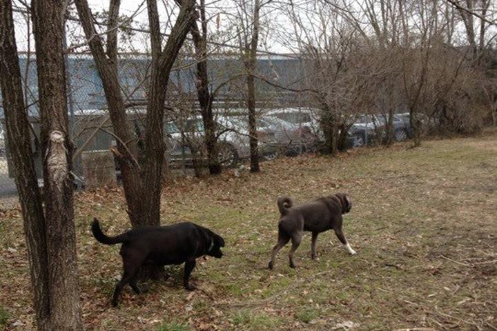 Pet Friendly Mount Jefferson Park Off Leash Dog Area