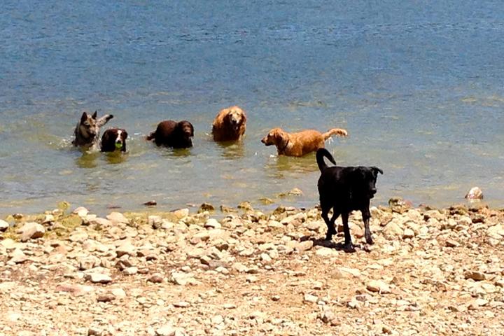 Dog Friendly Beaches In Big Bear Lake Ca Bringfido