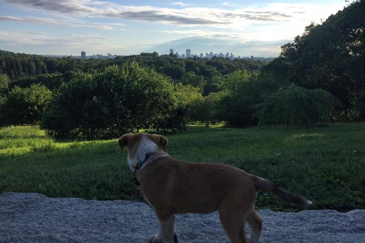 Pet Friendly Frederick Law Olmsted National Historic Site