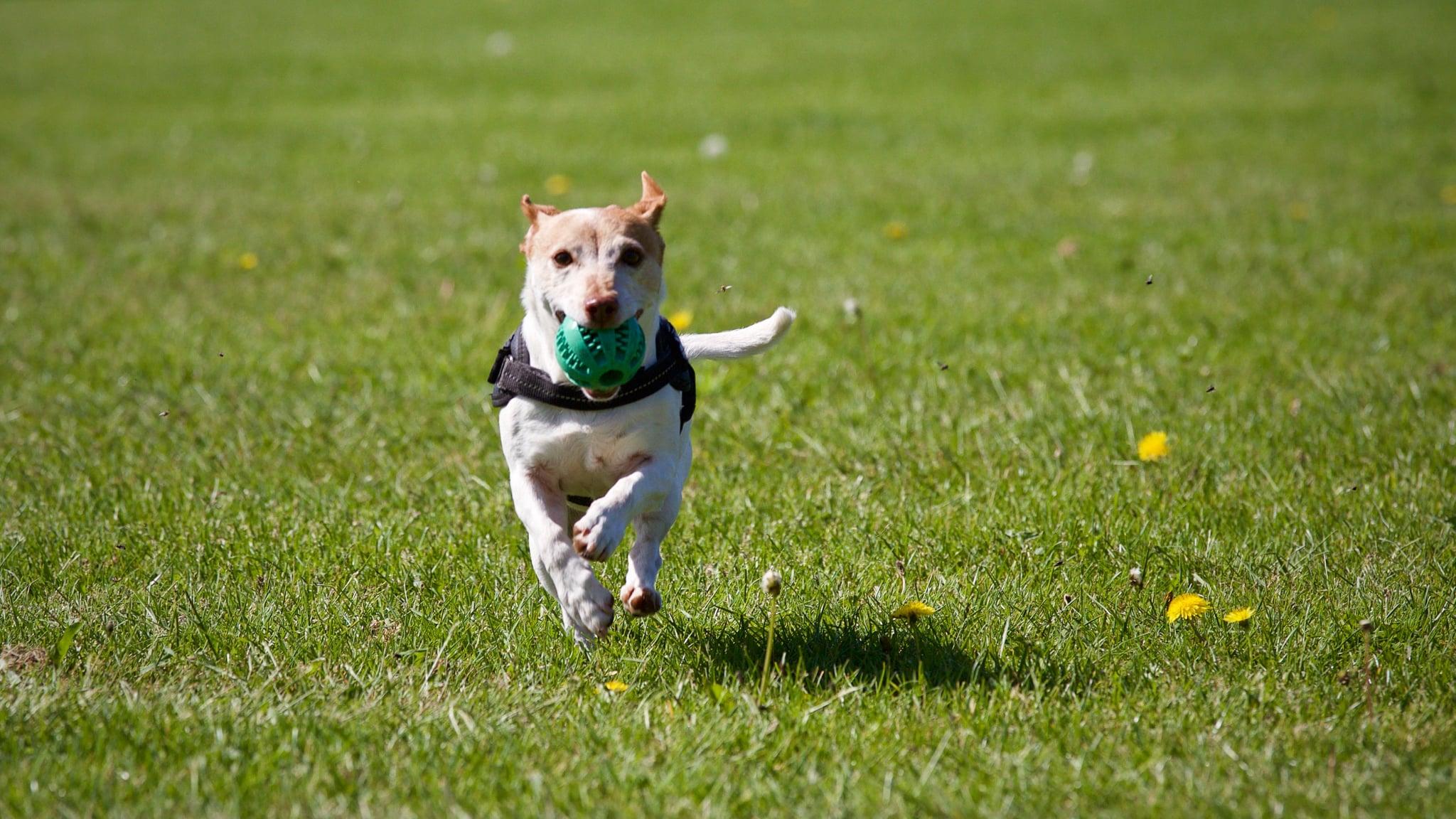Pet Friendly Hanna Dog Park at Northern Community Park