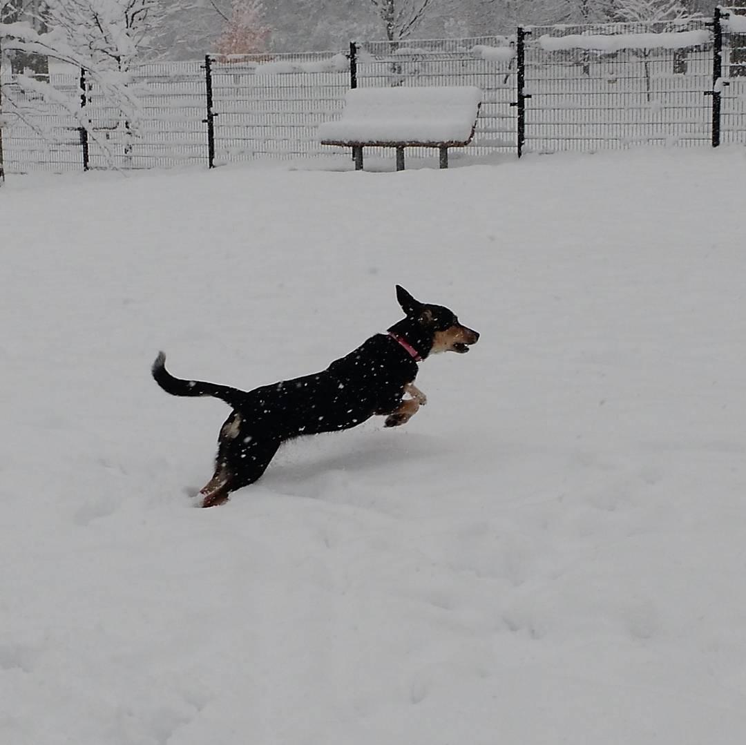 Fairmont Dog Park
