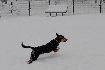 Fairmont Dog Park