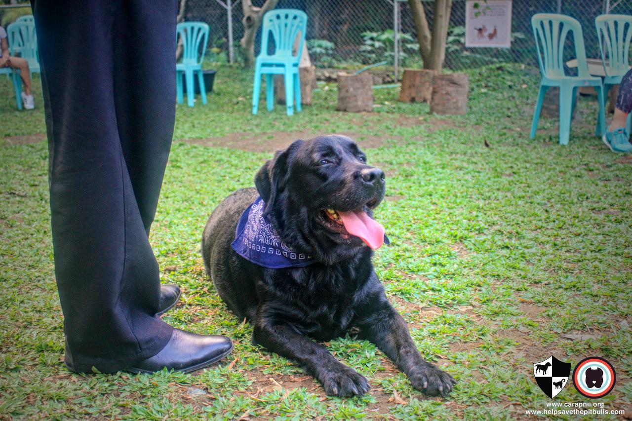 Pet Friendly Ayala Alabang Village Dog Park