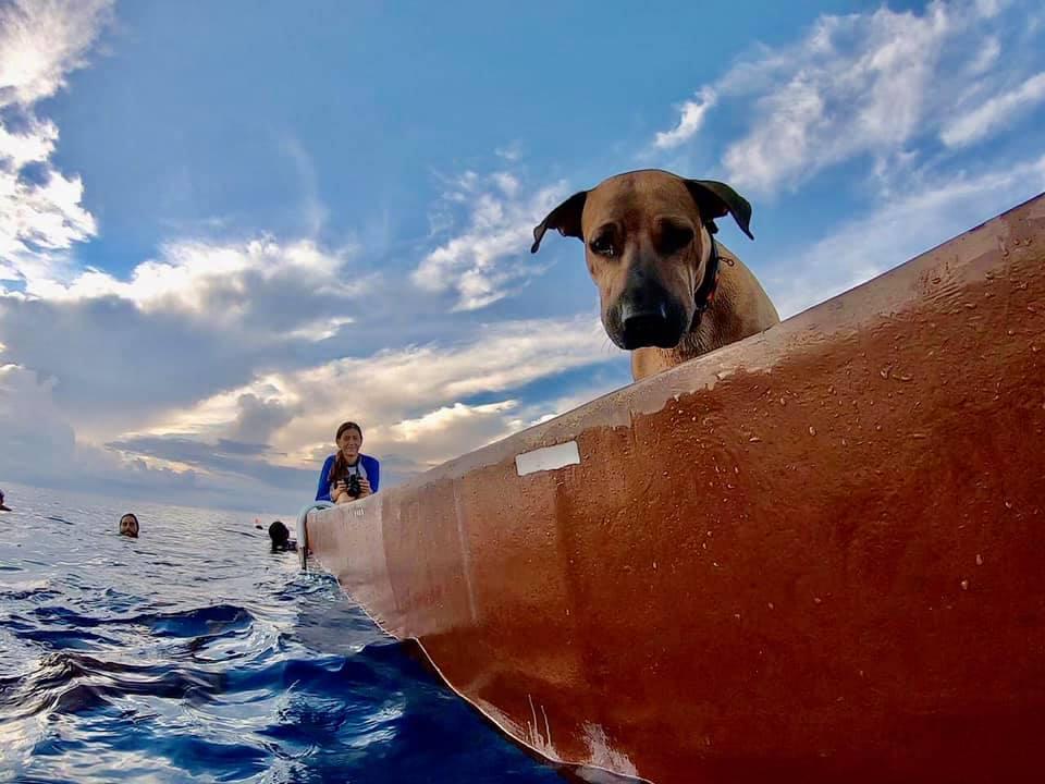 Pet Friendly Canoa Maya Cozumel