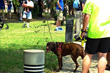 Dog Friendly Activities In Memphis Tn Bringfido