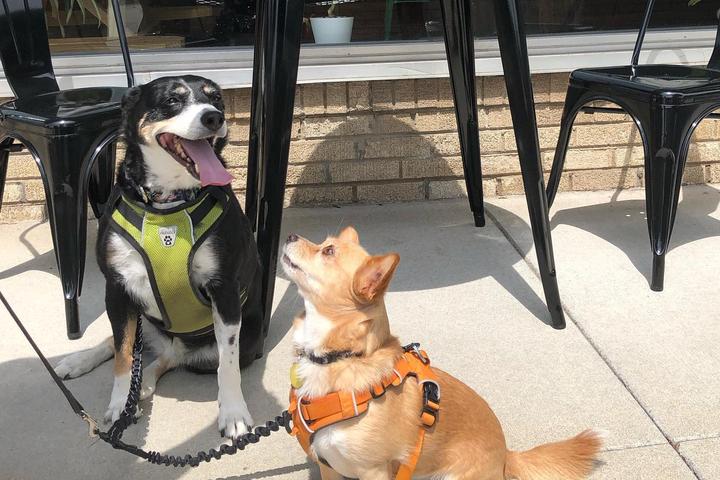 Dog Friendly Activities in Hutchinson, KS - BringFido