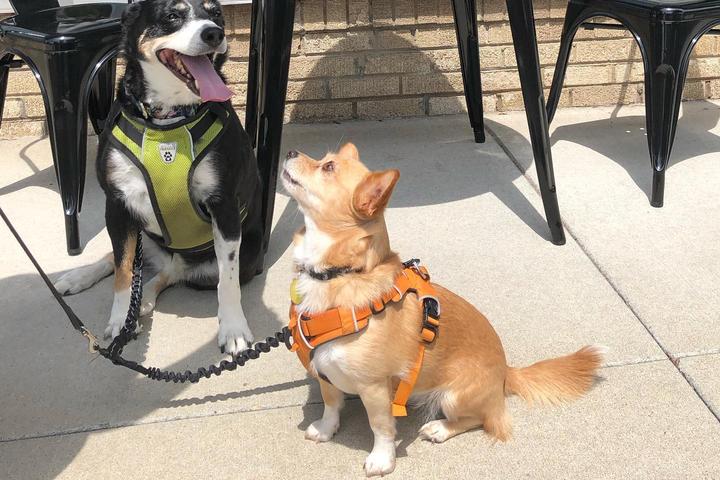 Dog Friendly Activities in Hutchinson, KS - BringFido Dog Friendly Activities in Hutchinson, KS - BringFido