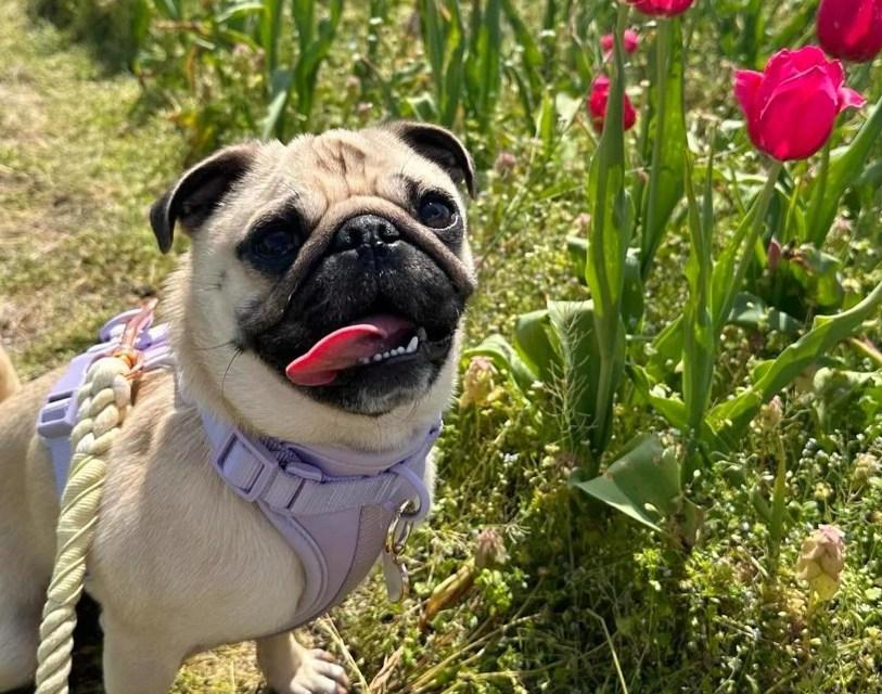 Pet Friendly Windmill Island Gardens