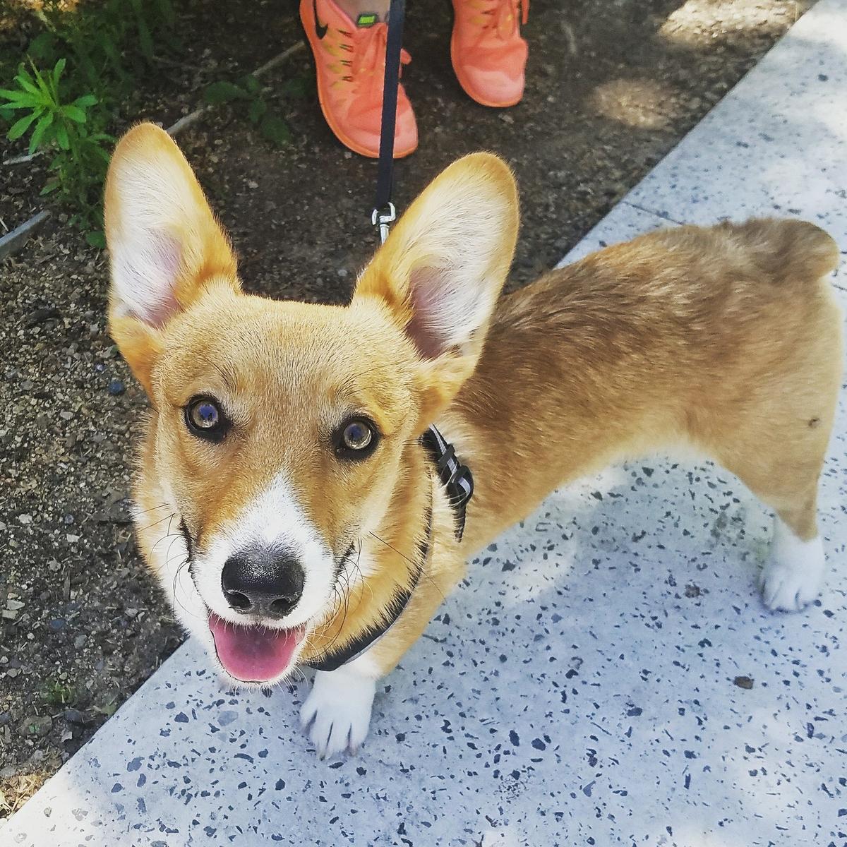 are dogs allowed at myriad gardens