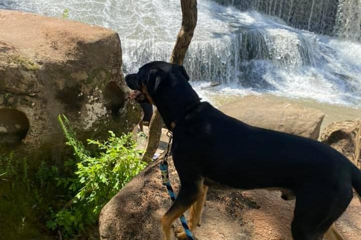 Pet Friendly Riverpark at Cooleemee Falls: The Bullhole