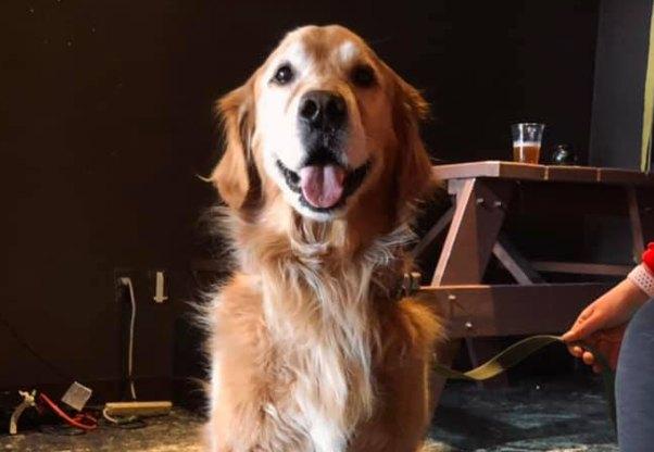 Pet Friendly Newburyport Brewing Company