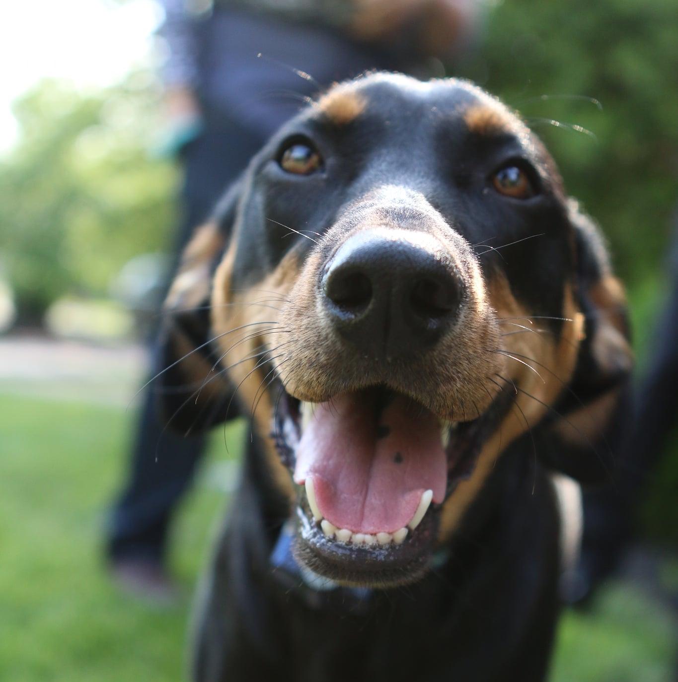 Off-Leash Dog Parks in Louisville, KY - BringFido