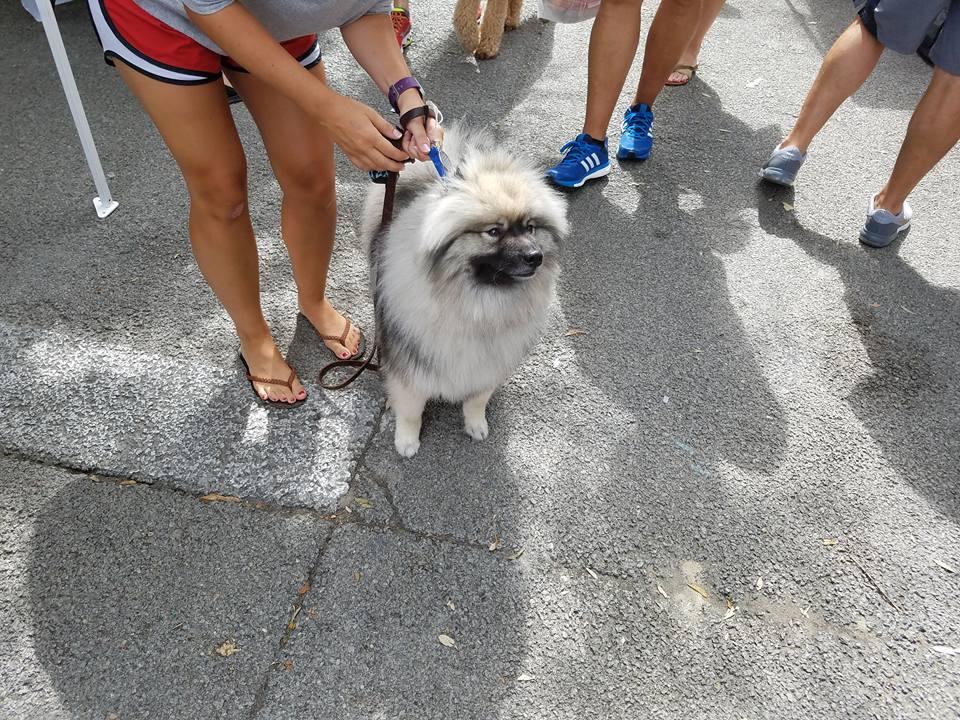 Dog Friendly Shopping In Panama City Beach Fl Bringfido