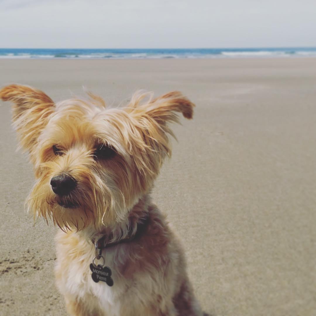 are dogs allowed at york beach