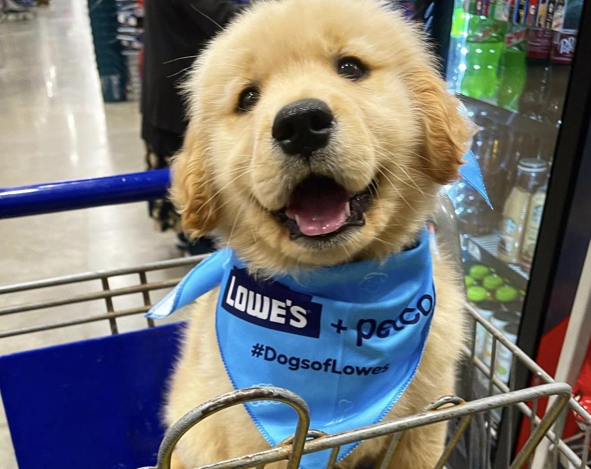 puedo llevar a mi perro pequeño a lowes
