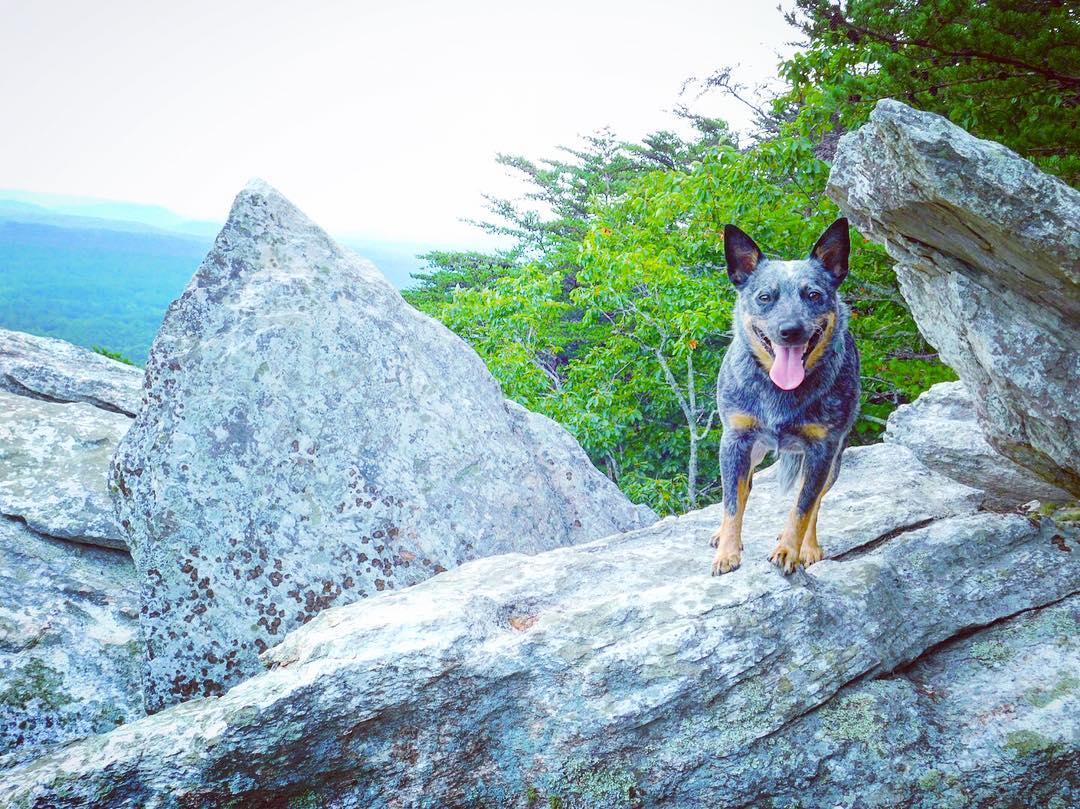 Pet Friendly Cheaha State Park