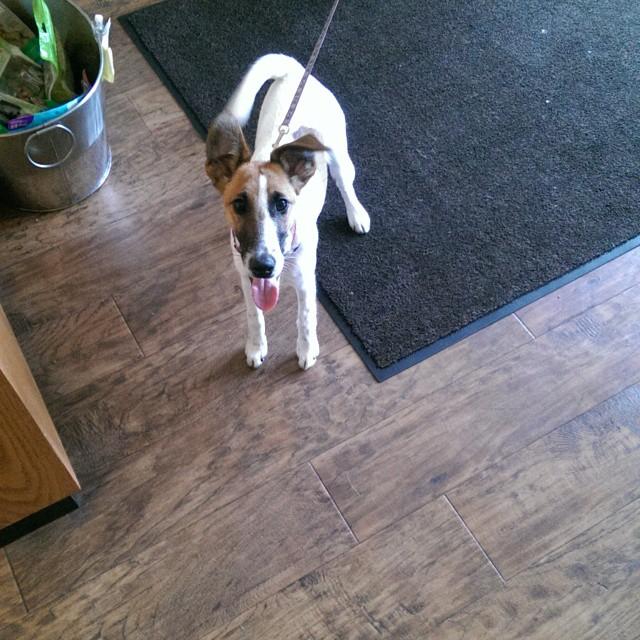 toronto premium outlets dog friendly